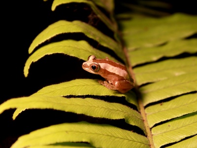 Brown Banana Frog