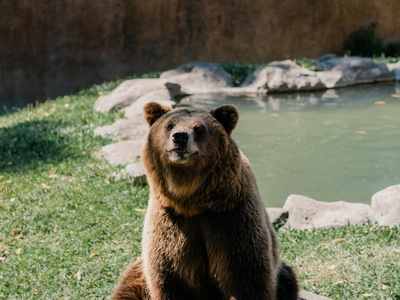 Brown bear (medvěd hnědý)