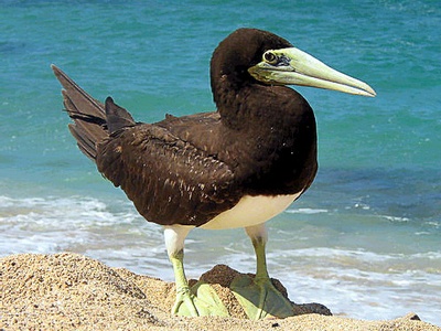 Brown booby