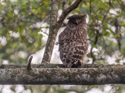 Brown Fish Owl