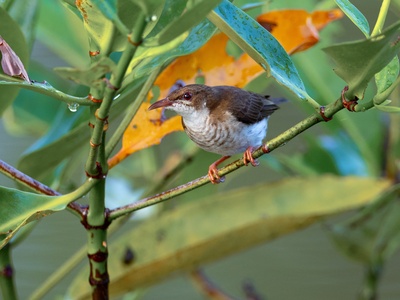 Brown Honeyeater