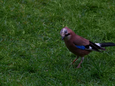 Brown Jay