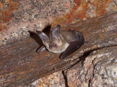 Brown long-eared bat