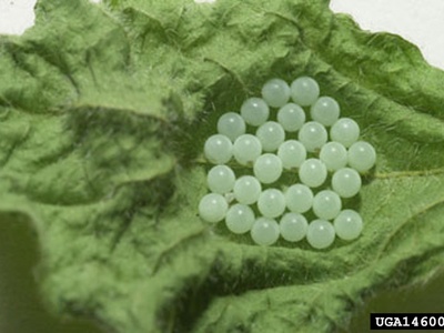 Brown marmorated stink bug