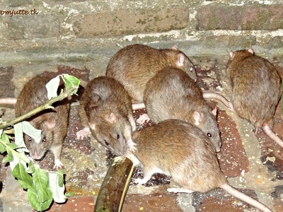 Brown Rat