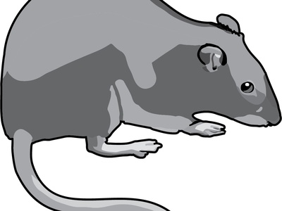 Brown rat
