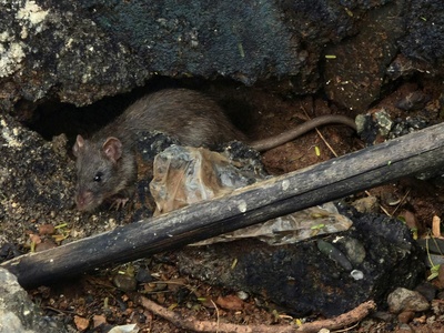 Brown rat (rata de alcantarilla)