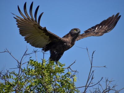 Brown snake-eagle