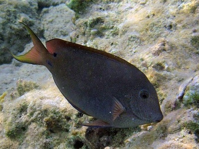 Brown surgeonfish