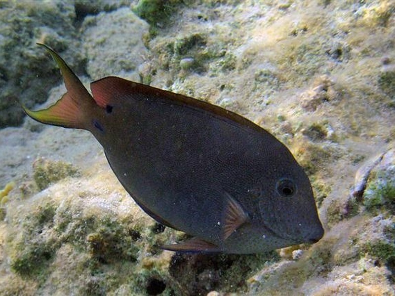 Isral Fish The Complete List of Fish of Israel - Flora Fauna Fun