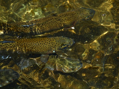 Brown trout invasives note (non‑native stocking)