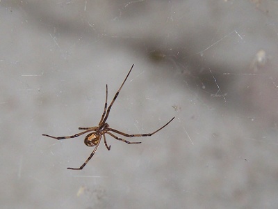 Brown widow spider