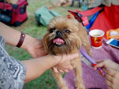 Brussels Griffon