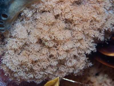 Bryozoan (Moss Animal)