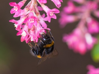 Buff-tailed Bumblebee