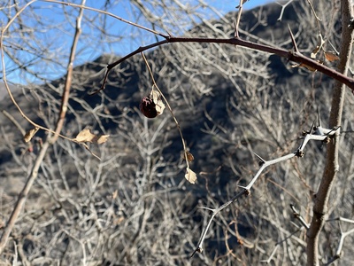 Buffalo thorn (Jujube)