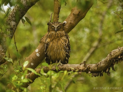 Buffy Fish Owl