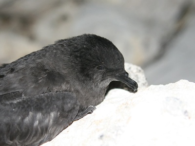 Bulwer's Petrel