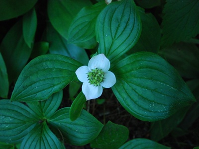 Bunchberry (Cornus canadensis)