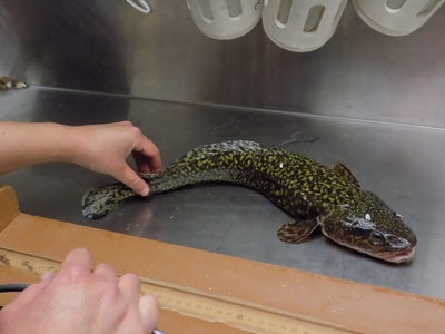Burbot