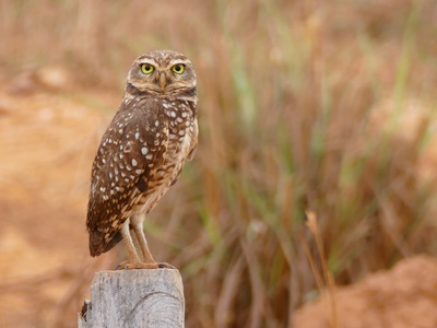 Burrowing owl