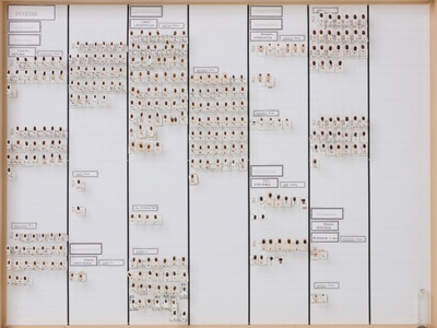 Burrowing water beetles