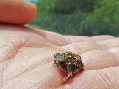 Bushveld Rain Frog