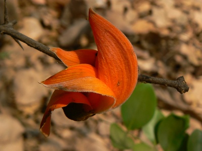 Butea (Flame of the forest)