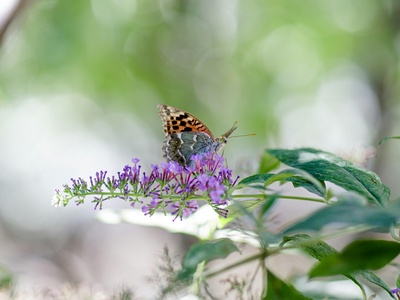 Butterfly bush