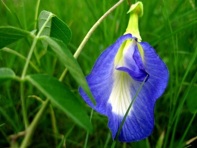 Butterfly pea