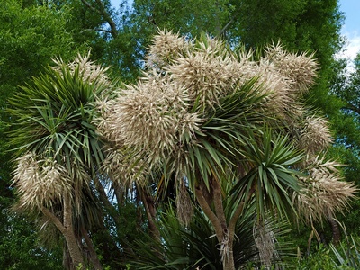 Cabbage tree