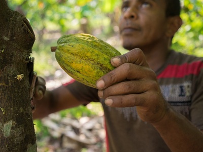 Cacao pod