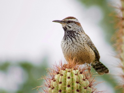 Cactus wren