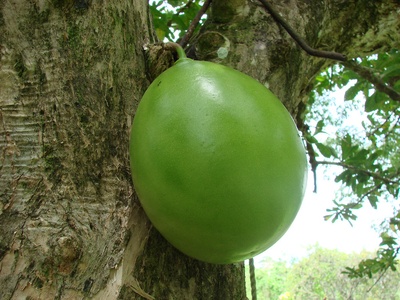 Calabash
