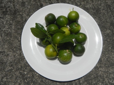 Calamondin orange