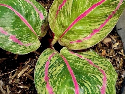 Calathea Roseopicta