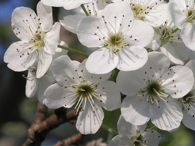 Callery (Bradford) pear