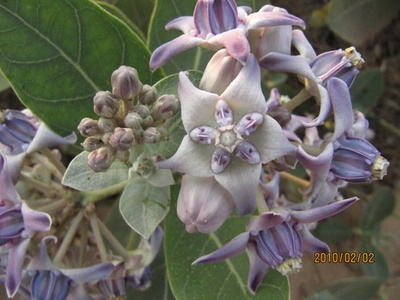 Calotropis (sodom apple)