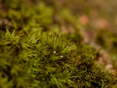 Calymperes Moss