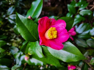Camellia sasanqua