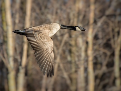 Canada goose
