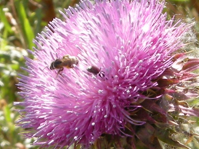 Canada thistle