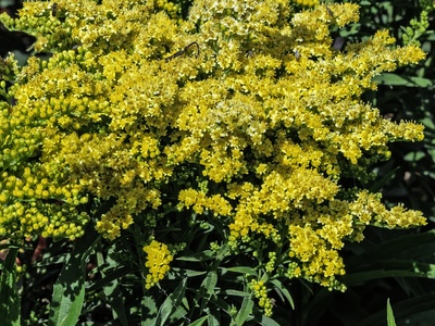 Canadian goldenrod
