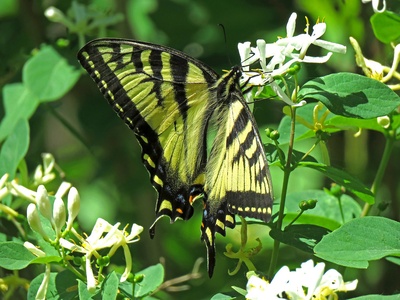 Canadian Tiger Swallowtail