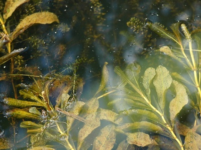 Canadian waterweed