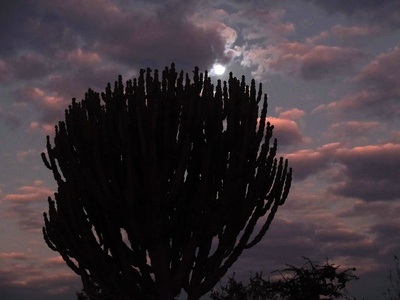 Candelabra euphorbia