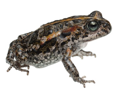 Cape Mountain Toadlet