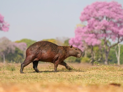 Capybara