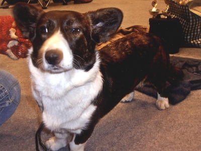 Cardigan Welsh Corgi