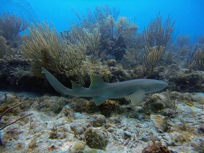 Caribbean reef shark